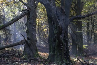 Foliage discolouration in a beech forest (Fagus sylvatica), Emsland, Lower Saxony, Germany, Europe