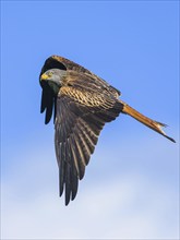 Red Kite, Milvus milvus, bird in flight