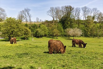 Three Poitou donkeys (Equus asinus), long coat, grazing on a spring meadow, Lügde, Weserbergland,