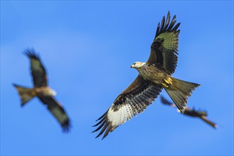 Red Kite, Milvus milvus, bird in flight