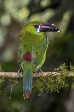 Crimson-rumped toucanet (Aulacorhynchus haematopygus), Mindo Forest Reserve, Mindo, Ecuador, South