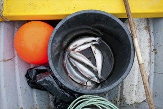 Fish, prey, buoy, Inuit hunter, near Inuit settlement Tiniteqilaaq or Greenlandic Tiilerilaaq,