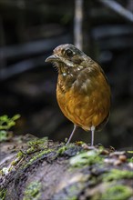 Moustached antpitta (Grallaria alleni), Mindo Forest Reserve, Mindo, Ecuador, South America