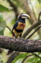 Pale-mandibled aracari (Pteroglossus erythropygius), Mindo Forest Reserve, Mindo, Ecuador, South