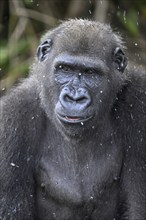 Western lowland gorilla (Gorilla gorilla gorilla) in the rain, male animal, portrait, Réserve