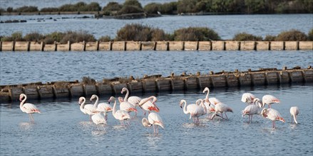 Group of Greater flamingos (Phoenicopterus roseus) in a saline, Tagus Estuary, Lisbon, Portugal,