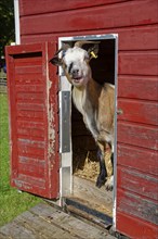 A goat looks curiously out of its stall, domestic animal, farm animal, ruminant, goat-like