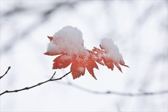 Maple leaves with snow, winter, Germany, Europe