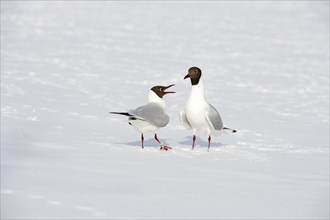 Two Black-headed Gulls (Larus ridibundus Syn. Chroicocephalus ridibundus) in the snow, winter,