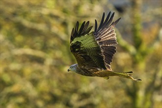 Red Kite, Milvus milvus, bird in flight