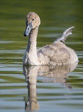 Mute swan (Cygnus olor) young bird swimming on a pond, one leg out of the water in resting