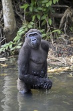 Western lowland gorilla (Gorilla gorilla gorilla) in a river, male animal, Réserve Lésio-Louna