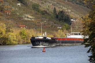 Barge MS FRIEDRICH GÖTZ on the Neckar, vineyards in autumn. The barge has an overall length of 105