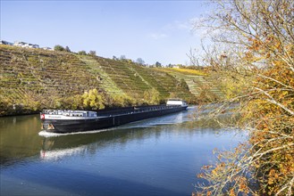 Barge RESONARE underway on the Neckar, vineyards in autumn. The barge has an overall length of 105