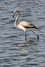 Greater flamingo (Phoenicopterus roseus) in a saline, Tagus Estuary, Lisbon, Portugal, Europe