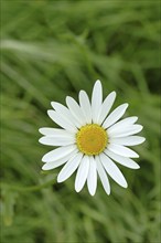 Meadow daisy (Leucanthemum vulgare), also known as meadow daisy, flowering in a meadow, Wilnsdorf,