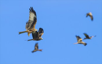 Red Kite, Milvus milvus, bird in flight