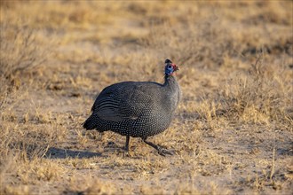 Helmeted guinea fowl (Numida meleagris) in a dry meadow, Khama Rhino Sanctuary, Botswana, Africa