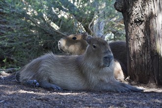 Capybara or capybara (Hydrochoerus hydrochaeris) free-living in the residential area of the