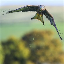 Red Kite, Milvus milvus, bird in flight