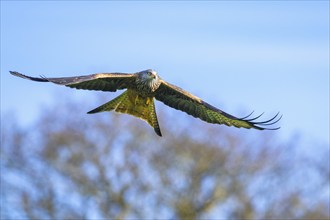 Red Kite, Milvus milvus, bird in flight