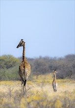 Cape giraffe (Giraffa giraffa giraffa), mother with young, among yellow flowers, in the savannah,