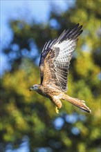 Red Kite, Milvus milvus, bird in flight