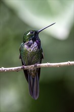 Purple-bibbed whitetip (Urosticte benjamini), Mindo Forest Reserve, Mindo, Ecuador, South America