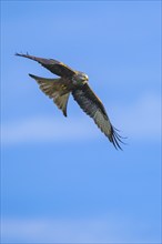 Red Kite, Milvus milvus, bird in flight