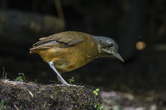 Moustached antpitta (Grallaria alleni), Mindo Forest Reserve, Mindo, Ecuador, South America