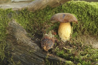 Chestnut boletus (Imleria badia) grows from spruce cones (Picea) Allgäu, Bavaria, Germany,