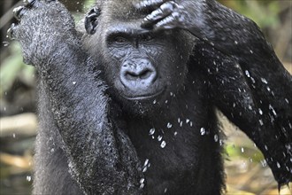 Western lowland gorilla (Gorilla gorilla gorilla) in a river, male animal, Réserve Lésio-Louna