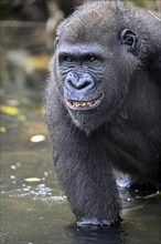 Western lowland gorilla (Gorilla gorilla gorilla), male animal, portrait, Réserve Lésio-Louna