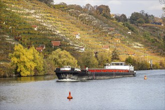 Barge MS FRIEDRICH GÖTZ on the Neckar, vineyards in autumn. The barge has an overall length of 105