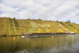 Barge MINVERVA travelling on the Neckar. Vineyards in autumn. Stuttgart, Baden-Württemberg,