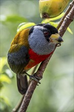 Toucan barbet (Semnornis ramphastinus), Mindo Forest Reserve, Mindo, Ecuador, South America