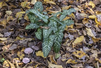 Arum italicum Pictum (Arum italicum Pictum), Emsland, Lower Saxony, Germany, Europe