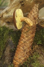 Chestnut boletus (Imleria badia) grows from spruce cones (Picea) Allgäu, Bavaria, Germany,