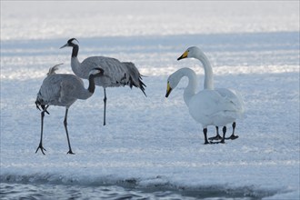 Two cranes (Grus grus) and two whooper swans (Cygnus cygnus) on the ice, winter, Northern Finland,