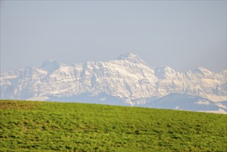 A green field in the foreground with snow-capped Säntis in the background under a blue sky,