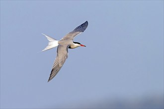 Common Tern, Common Tern, Common Tern, (Sterna hirundo), family of terns, biotope, foraging, flight