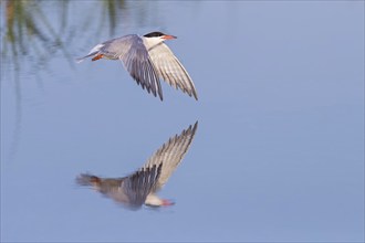 Common Tern, Common Tern, Common Tern, (Sterna hirundo), family of terns, biotope, foraging, flight