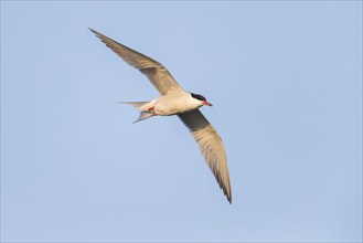 Common Tern, Common Tern, Common Tern, (Sterna hirundo), family of terns, biotope, foraging, flight