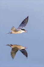 Common Tern, Common Tern, Common Tern, (Sterna hirundo), family of terns, biotope, foraging, flight