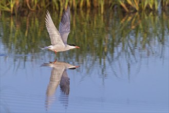 Common Tern, Common Tern, Common Tern, (Sterna hirundo), family of terns, biotope, foraging, flight