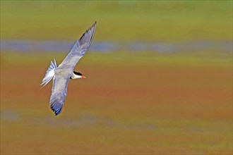 Common Tern, Common Tern, Common Tern, (Sterna hirundo), family of terns, biotope, foraging, flight