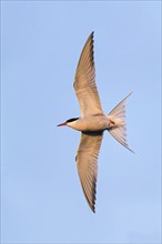 Common Tern, Common Tern, Common Tern, (Sterna hirundo), family of terns, biotope, foraging, flight