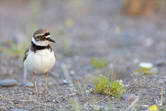 Little Ringed Plover, Little Ringed Plover, (Charadrius dubius), plover family, biotope, foraging,