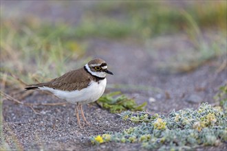 Little Ringed Plover, Little Ringed Plover, (Charadrius dubius), plover family, biotope, foraging,