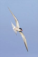 Common Tern, Common Tern, Common Tern, (Sterna hirundo), family of terns, biotope, foraging, flight